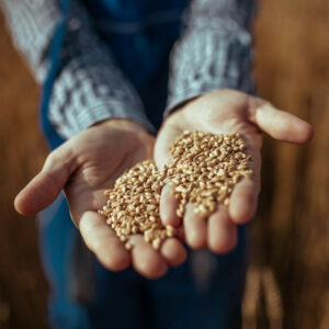 Hands with freshly harvested wheat