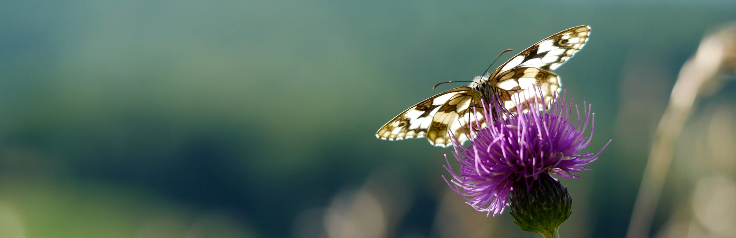 Butterfly on a flower (Photo: Uzzy Arztmann)