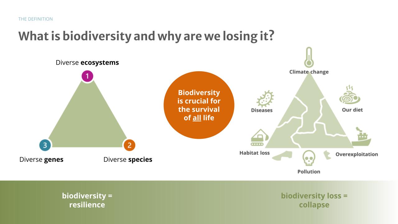 What is biodiversity and why are we losing it?